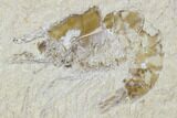 Two Cretaceous Fossil Shrimp - Lebanon #107554-2